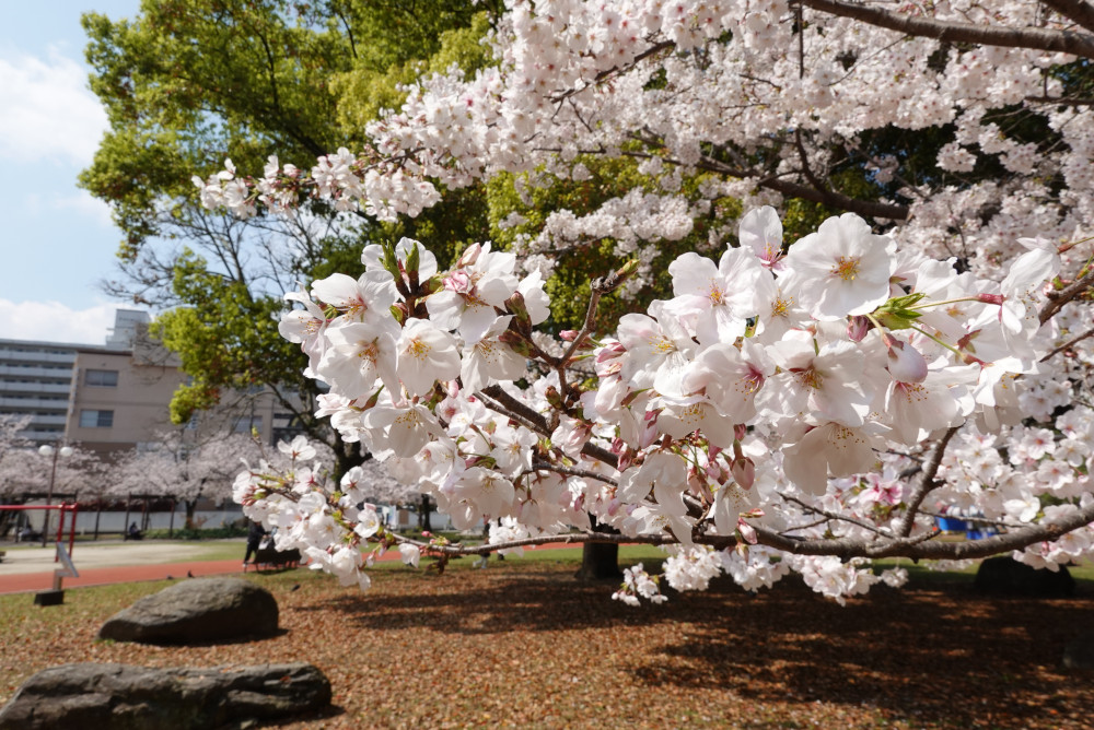 桜の花